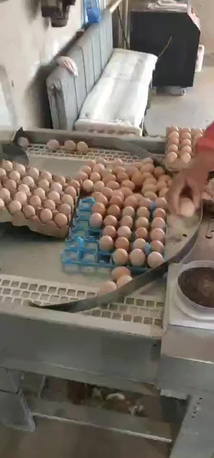 Automatic Egg Collecting Platform