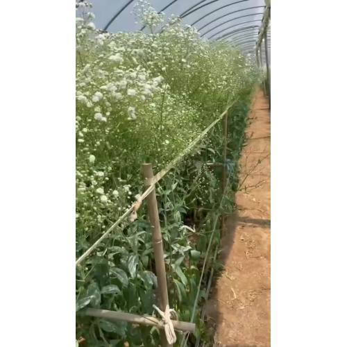 তোড়া জন্য উচ্চ মানের Babybreath সাদা স্যুট