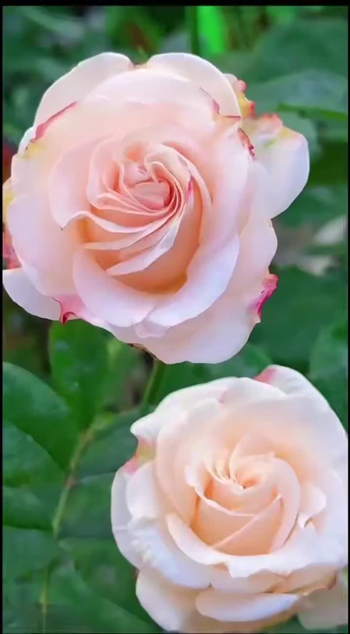 সিনথিয়া গোলাপ গ্রিনহাউস