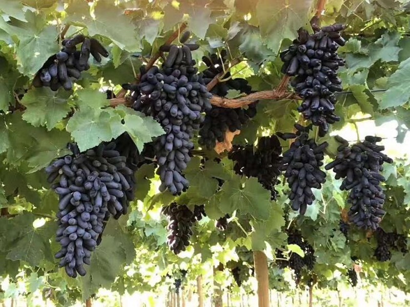 Grape planting base