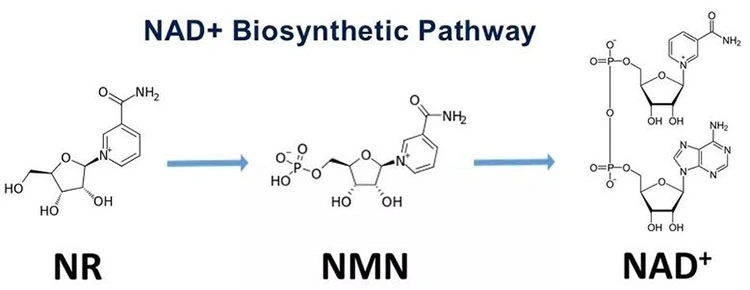 Wholesale Bulk Nicotinamide Riboside Supplement Nicotinamide Riboside Chloride