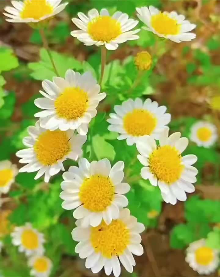 স্ক্র্যাম্বল করা ডিমের সাথে সাদা ক্রিসান্থেমাম