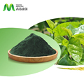 Kiváló minőségű ételek ehető pigment por természetes olaj oldódó klorofill eperfa kivonat oem clorofila liquida ömlesztett klorofill1
