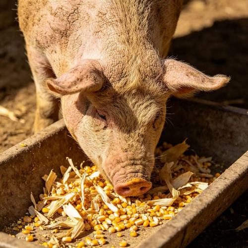Protein feed