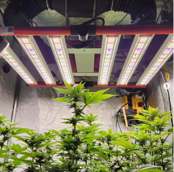 LED LED 320W Grow