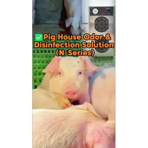 Không còn mùi hôi & vi trùng trong chuồng lợn – Khử trùng Ozone thông minh trong mùa đông