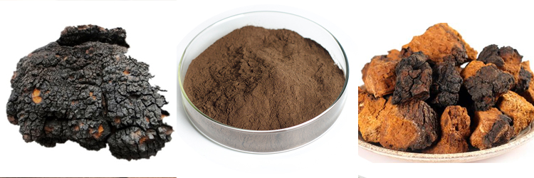 Extrato de cogumelo orgânico solúvel em água Powder.jpg