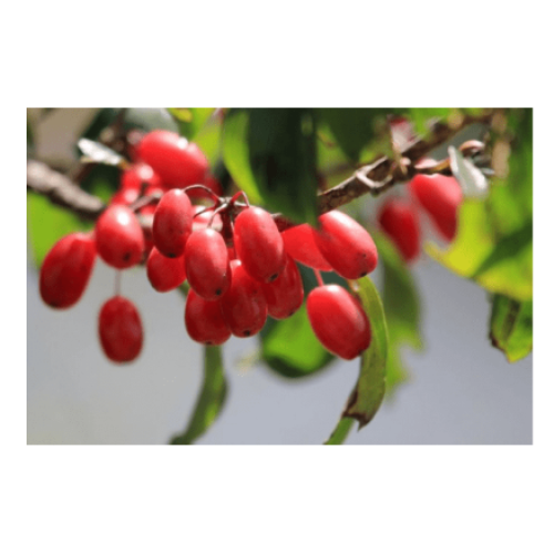 This red fruit with both 