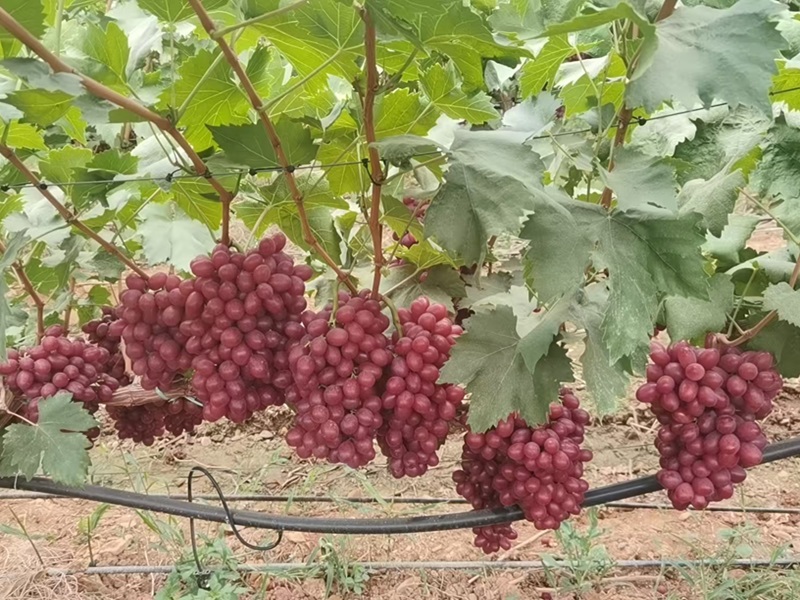 Grape planting base