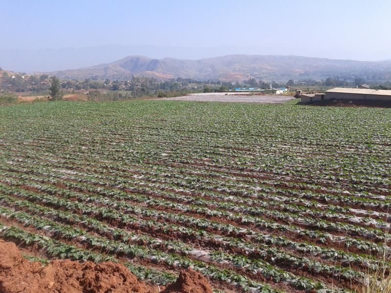 Raw Material Plantation