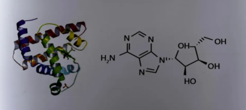 Más allá de las esporas: el valor único del extracto de ganoderma para la atención de apoyo durante la radioterapia y la quimioterapia