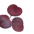 Eternal Decor: Preserved Apple Shape Eucalyptus Leaf with Affordable Pricing1