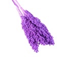 Factory Wholesale Natural Colorful Dried Sorghum Flowers for Wedding and Home Office Decoration1