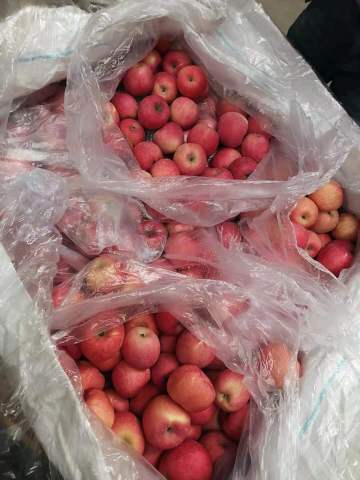 fuji apple harvest
