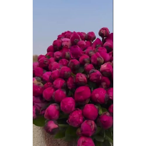 الفاوانيا العشبية فوجي الحمراء