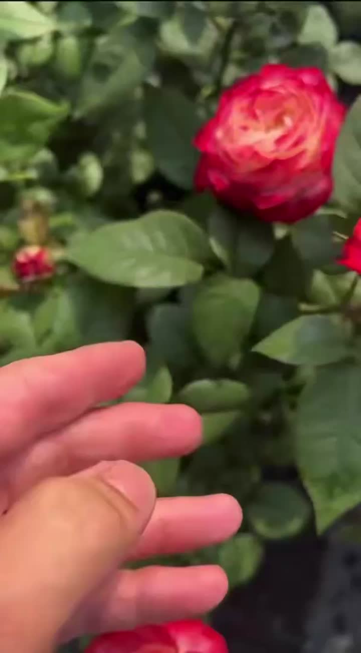 জ্যাক রোজ ফার্ম