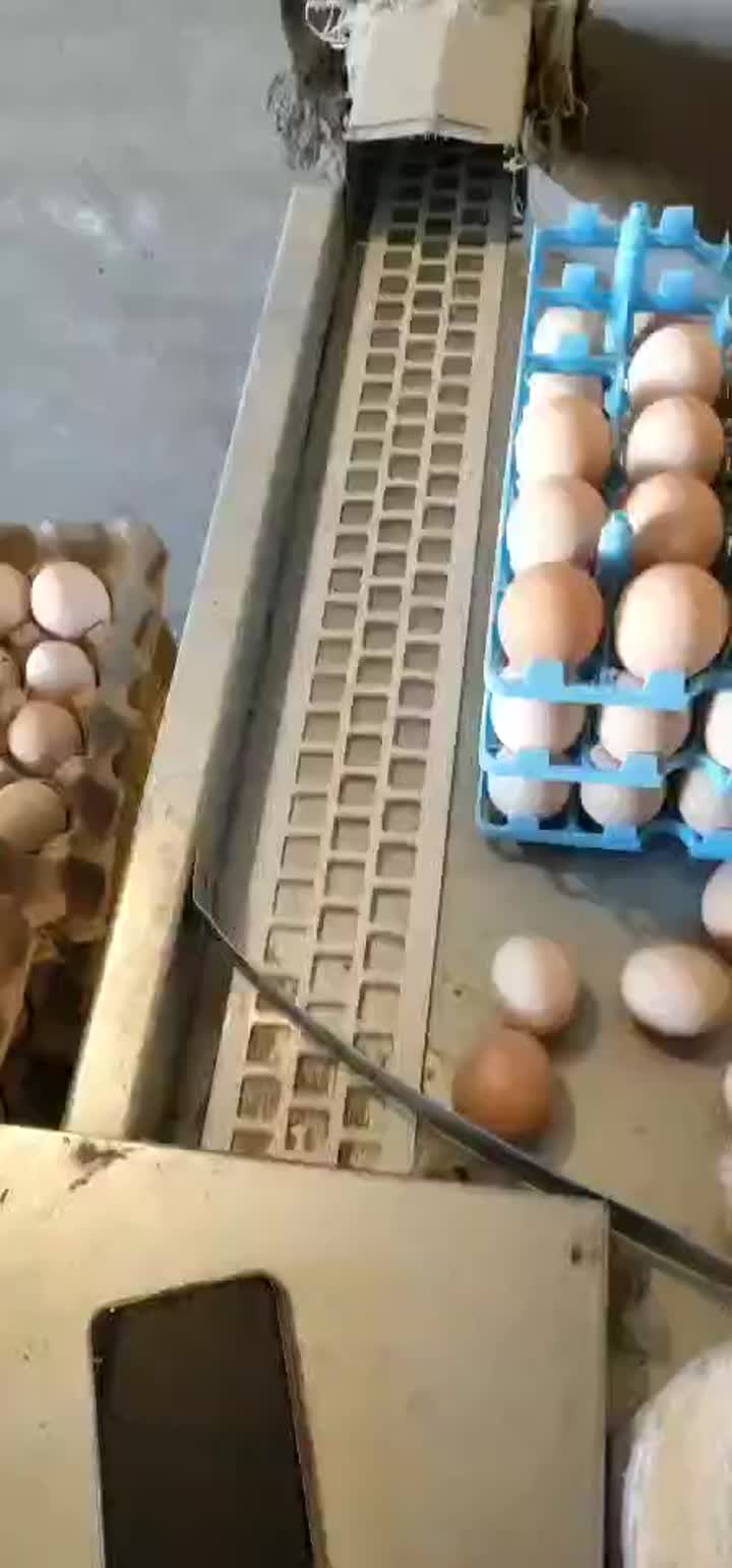 Egg collecting table video