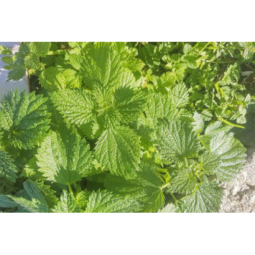 Nettle Extract: The Secret Ingredient for a Healthy Immune System