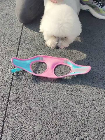 Escape-Proof Teacup Dog Harness