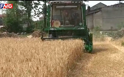 wheat harvester working video