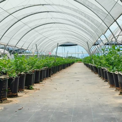 participou da Conferência Nacional da Aliança para o Desenvolvimento da Agricultura Protegida Moderna de 2026, realizada em Xiongan
