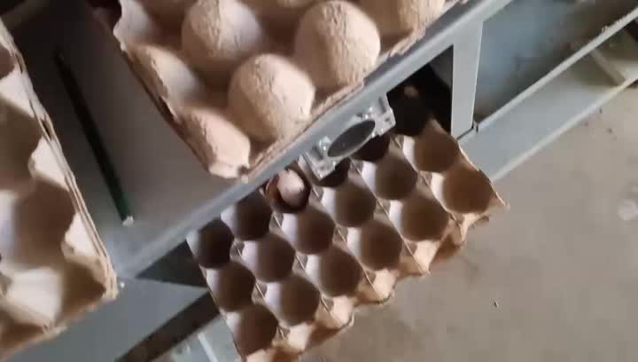 Automatic Egg Collecting Platform