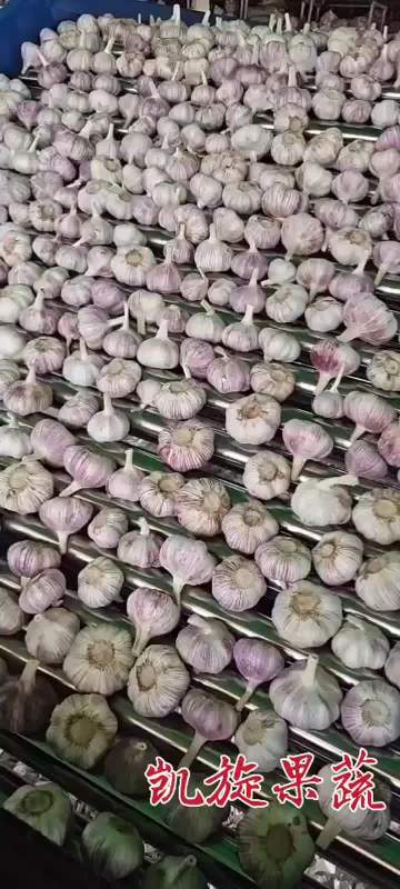 GARLIC RAW MATERIAL