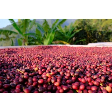 How to Choose Arabica Coffee Beans?