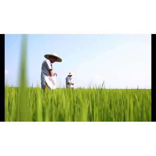 쌀 공장 비디오의 곡물 8