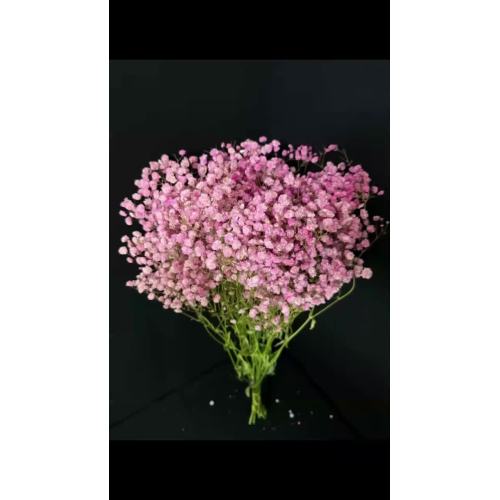 তোড়া জন্য উচ্চ মানের গোলাপী Babybreath স্যুট