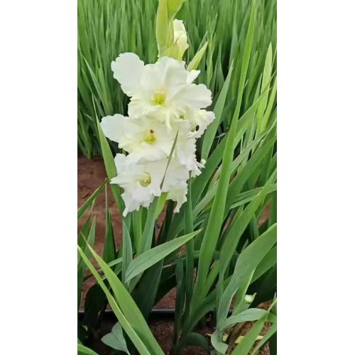 قطع الزهور الطازجة Gladiolus كريستال كاندي جميل الزفاف الديكور طويل الجذعية بالجملة