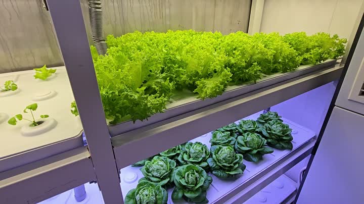 Внутри овощного завода 4