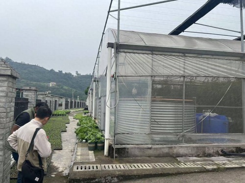 Амерыканскі кліент Джуліян наведвае Qingcheng Agriculture, дасягаючы папярэдняга пагаднення аб будаўніцтве 1000 цяпліц на Кайманавых астравах