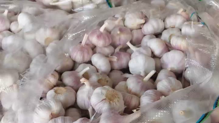 سیر سیاه ارگانیک ارگانیک سفید خشک با کیفیت بالا