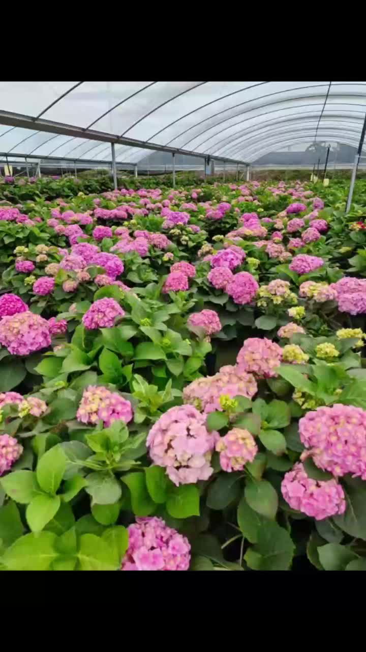 বিবাহের সাজসজ্জার জন্য পাইকারি তাজা কাট ফুল হালকা গোলাপী একক হাইড্রেঞ্জা উচ্চ মানের বাল্ক ফুল
