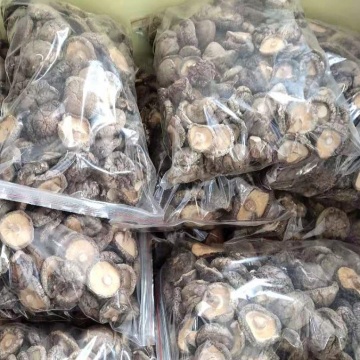 Dried or Dehydrated Mushrooms For Sale