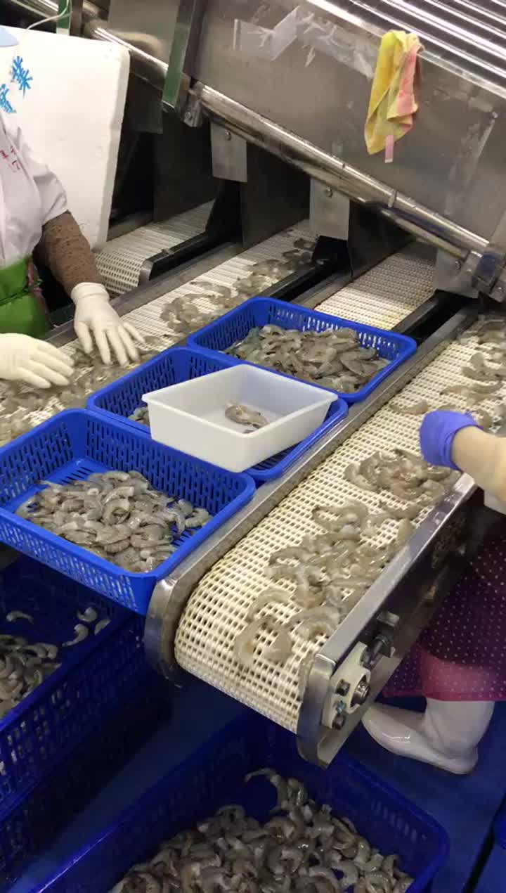 grading machine for shrimp