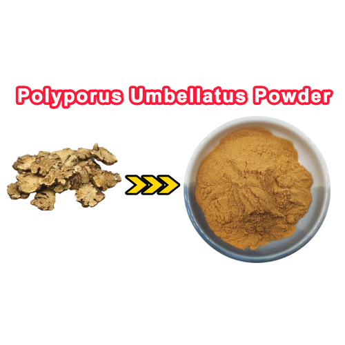 Polyporus Umbellatus Extract