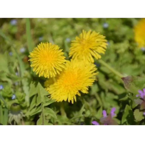 The Biological Activity and Application of Dandelion