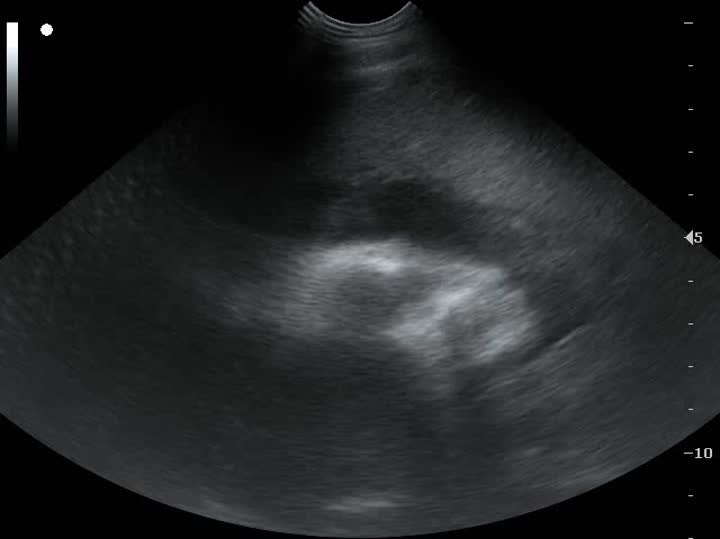 Відэа з мікракангесам для хатніх жывёл