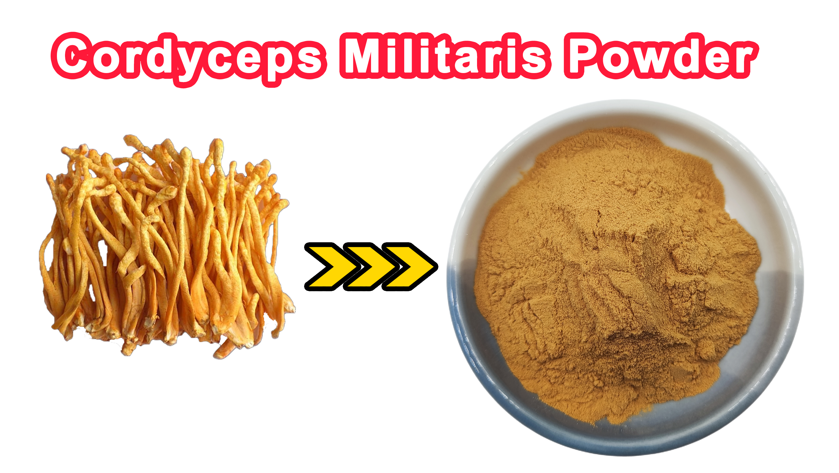 Cordycepss Militaris Extract