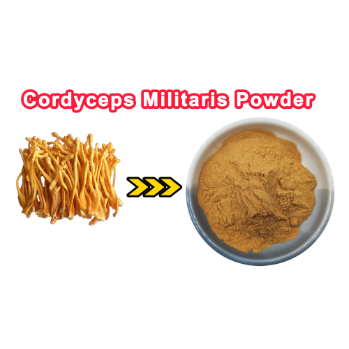 Cordyceps Militaris Extract