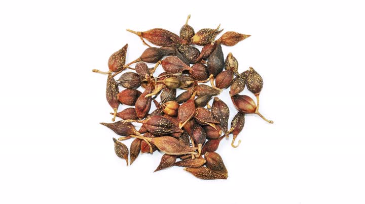Forsythia Fruit