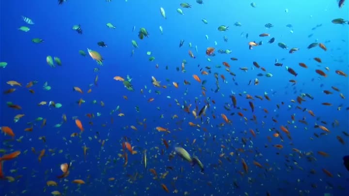 معرفی شرکت .mp4