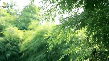 Fresh Harvest Sweet Dragon Bamboo Shoots | Original Planting Base in Pu'er,Yunnan