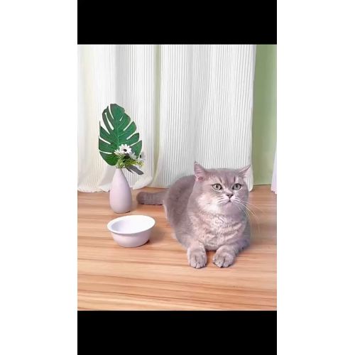 L'alimentatore automatico per animali domestici integra l'alimentazione