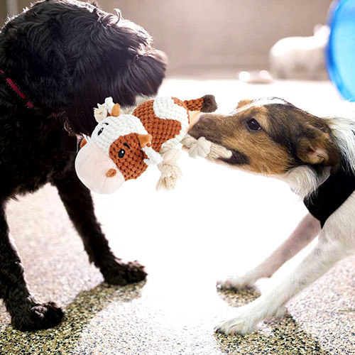 Разница между собаками, которые играют с игрушками, и теми, кто этого не делает