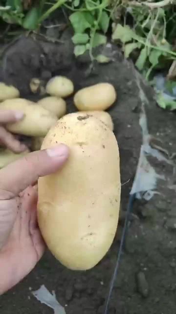 Xisen No.6 Fresh Potato
