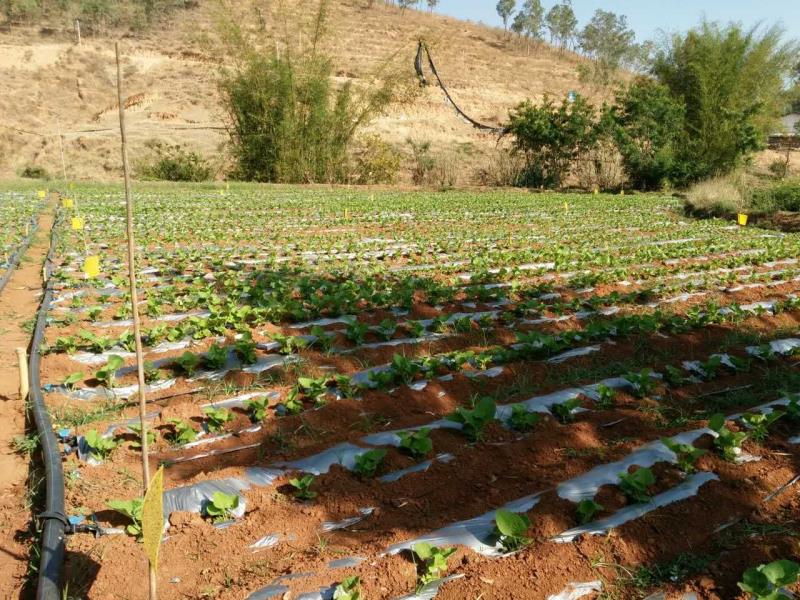 Raw Material Plantation