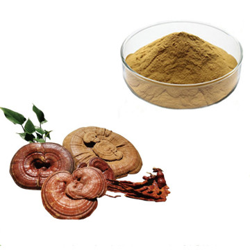 Regulate The Function of Human Immune System ------ Ganoderma Extract